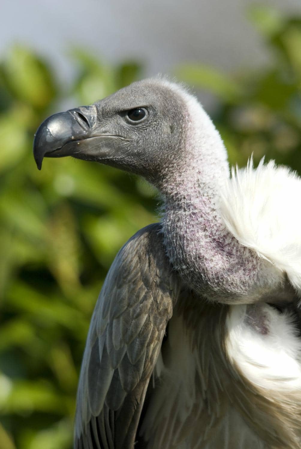 Owl Handling Experience