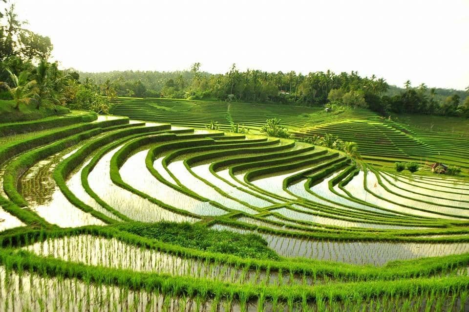 Private Nature Dining