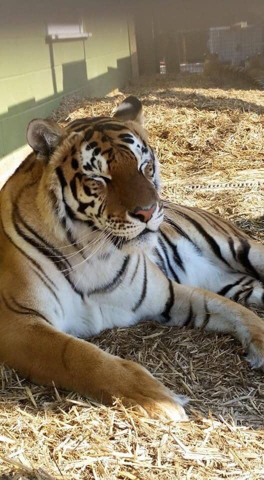 Majestic Big Cats