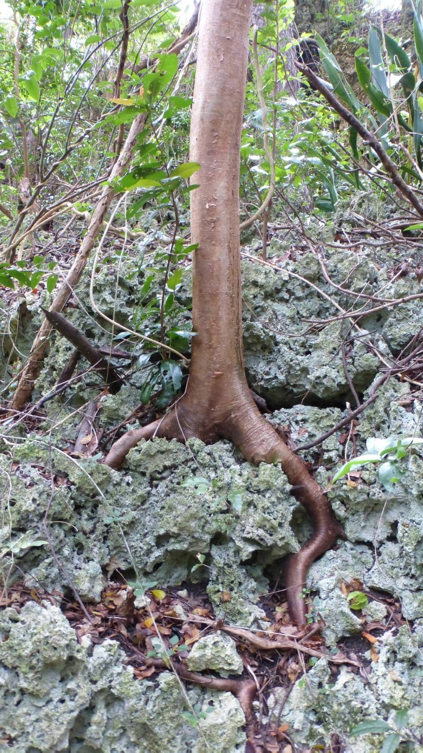 Amerindian Cave