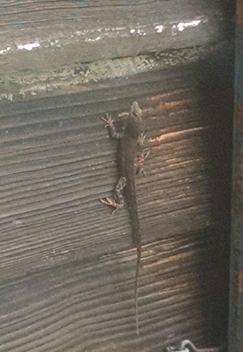 Abundant Wildlife Viewing