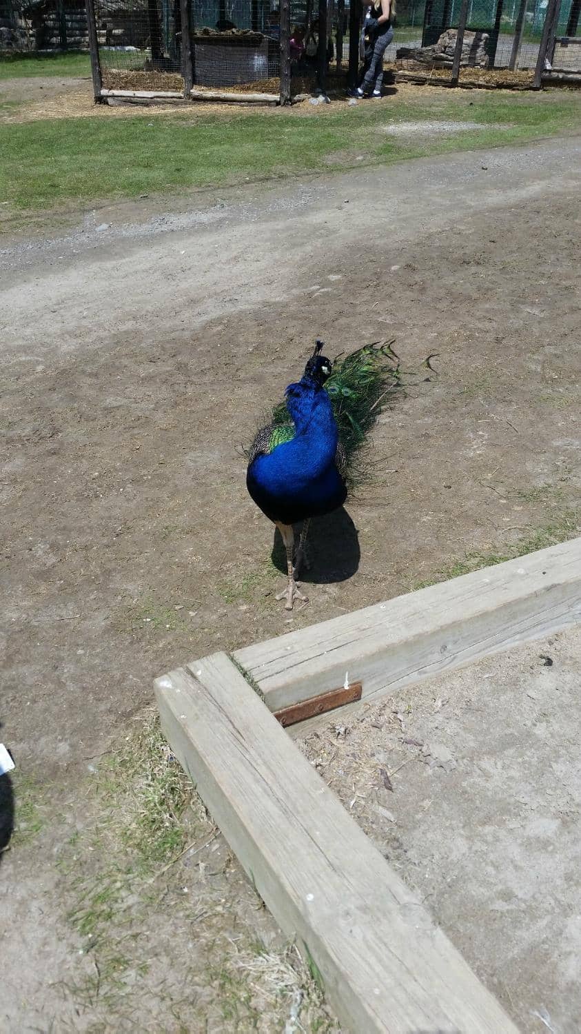 Behind the Scenes Program