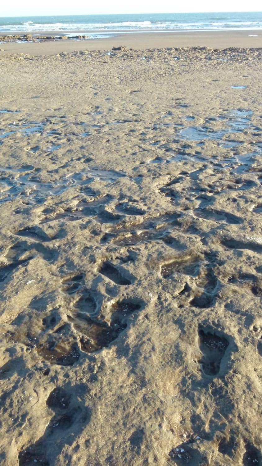 Vibrant Anemone-Filled Rocks