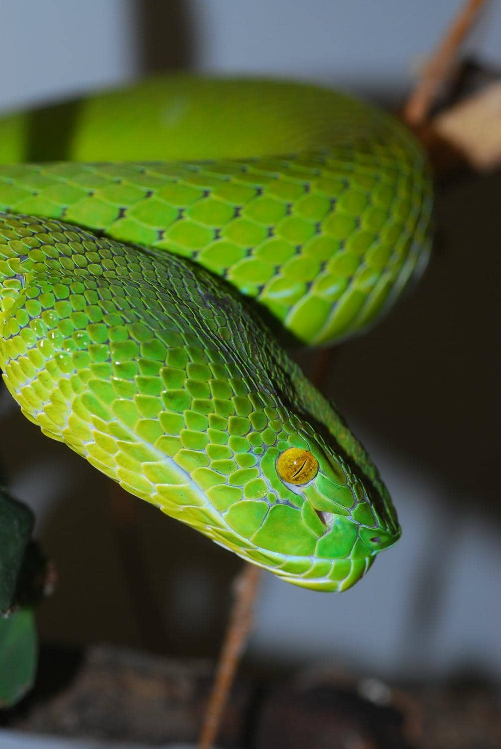 Reptile Encounters