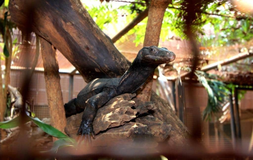 Reptile House