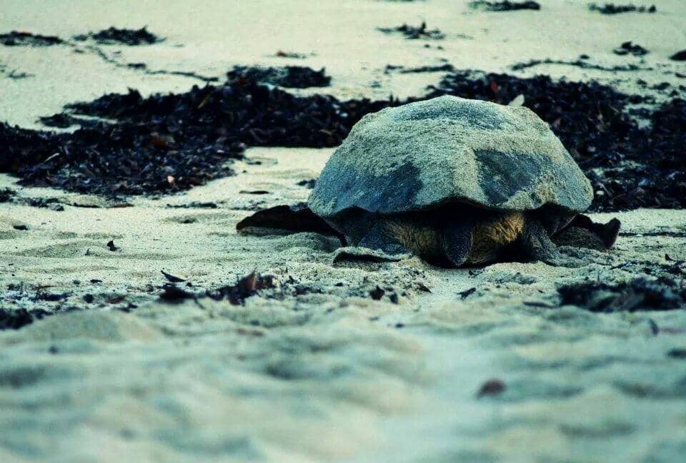 Unique Yellow Sand Beach