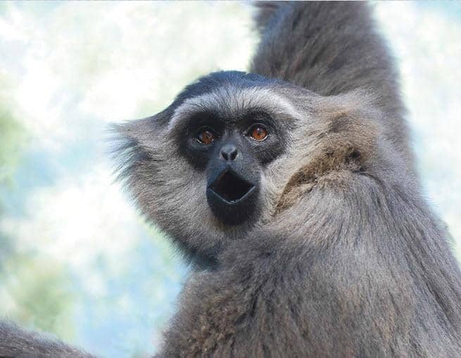 Meet Endangered Species