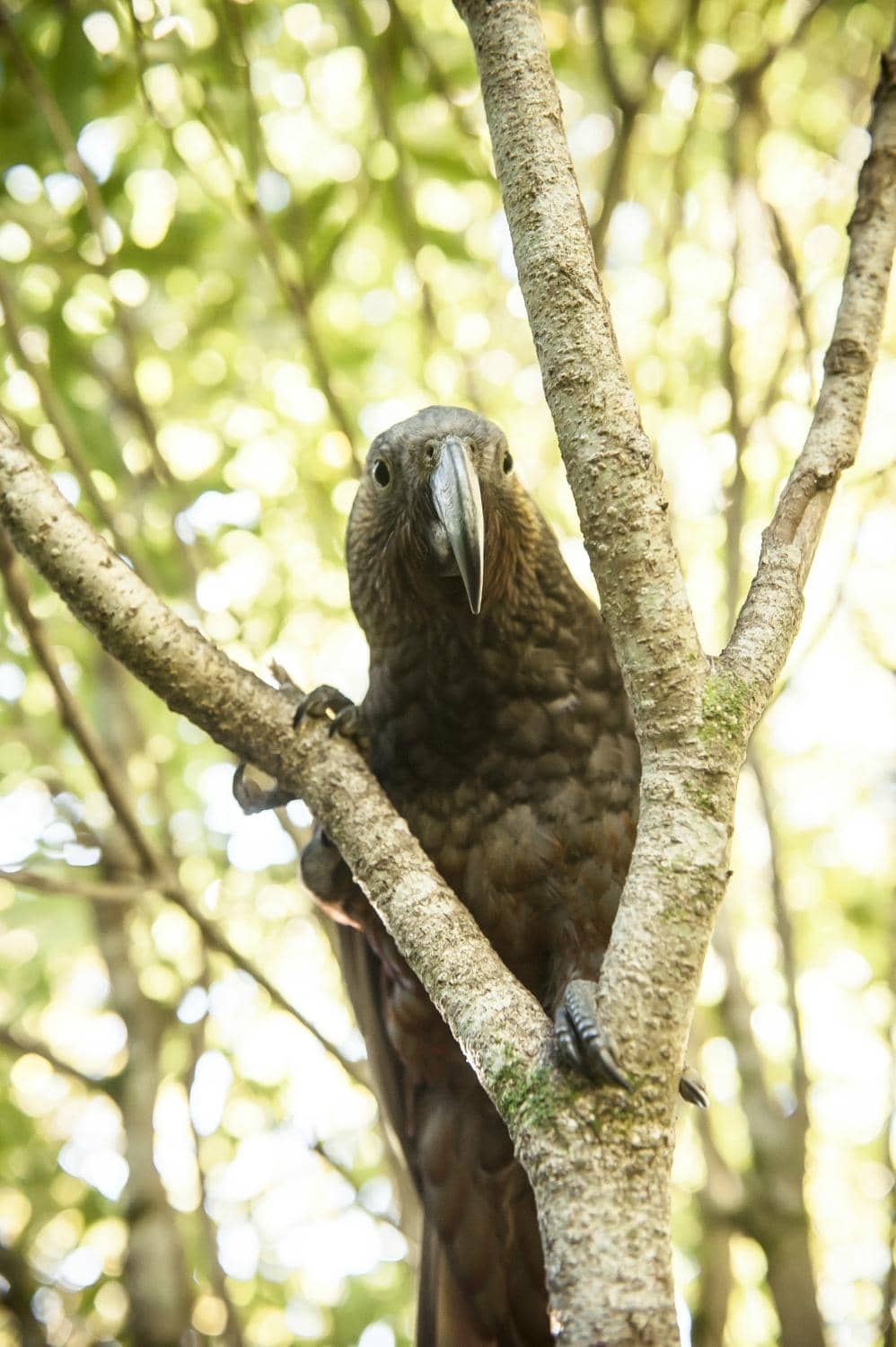 Native Bird Aviaries