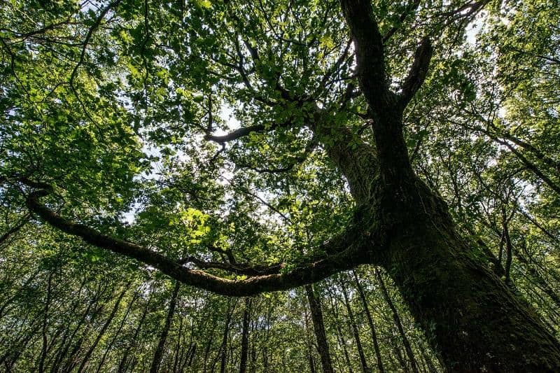 The Fountain of Barenton