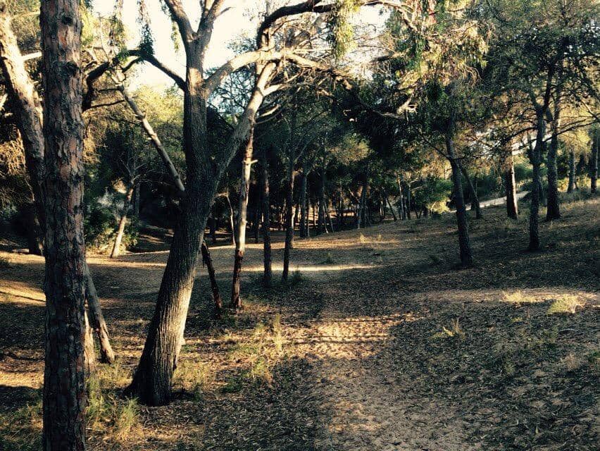 Calisthenics Park