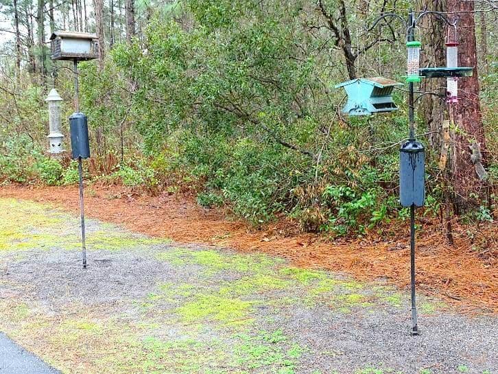 Fire in the Pines Festival