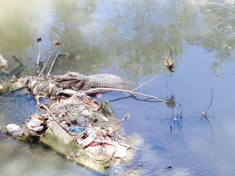 Shaded Forest Trails