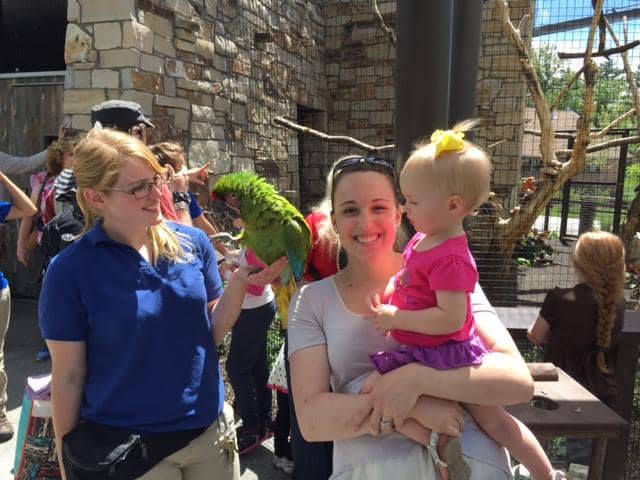 Lorikeet Feeding
