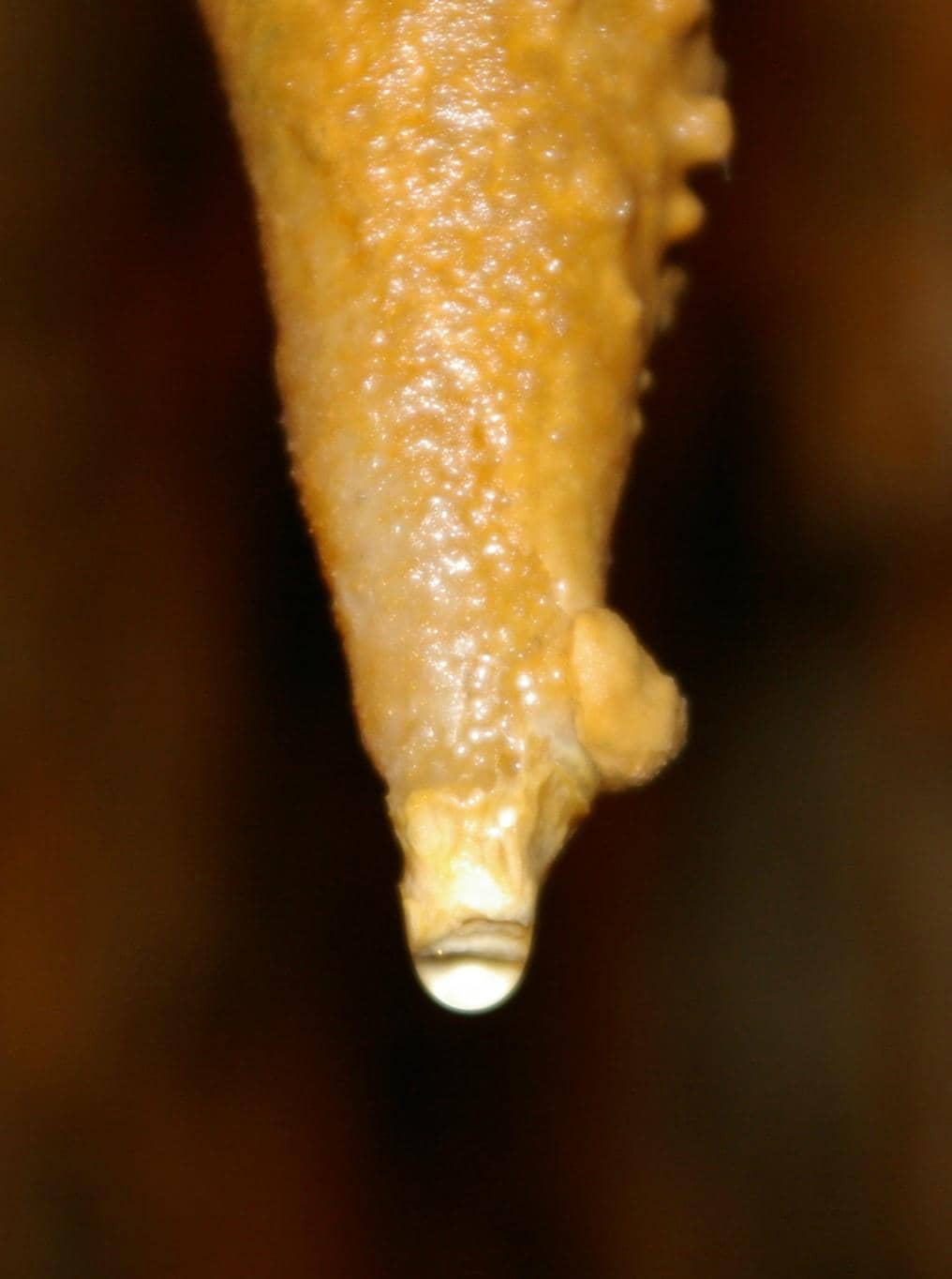 The Dragon's Eye Formation