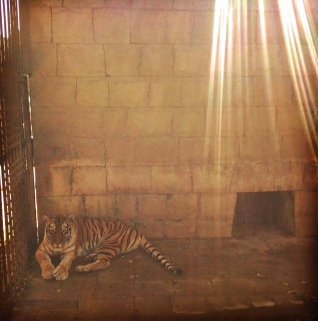 Aquarium Wonders