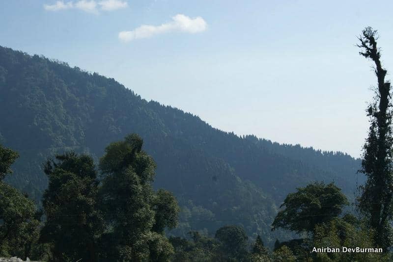 Tranquil Forest Setting