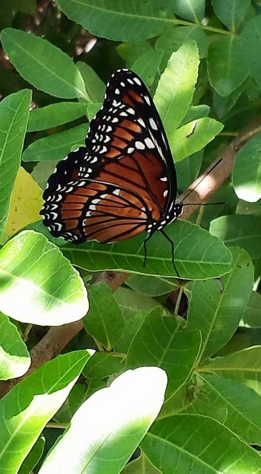Magic Forest Playground