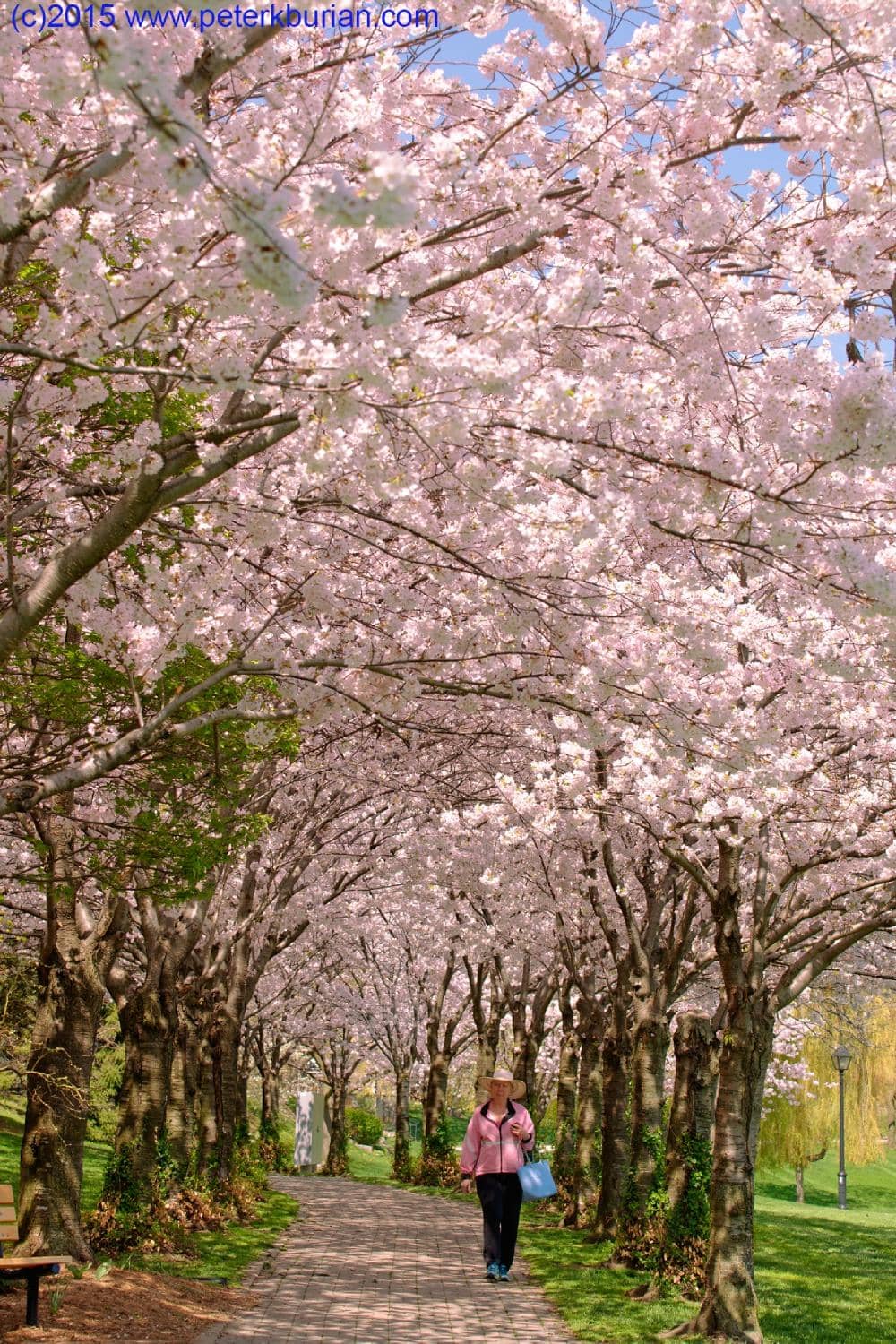 Cherry Blossom Trail