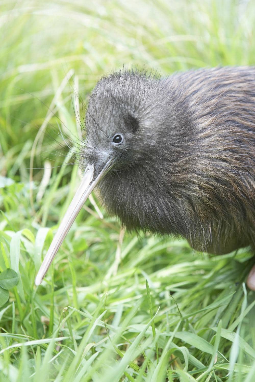 Nocturnal Kiwi Enclosure