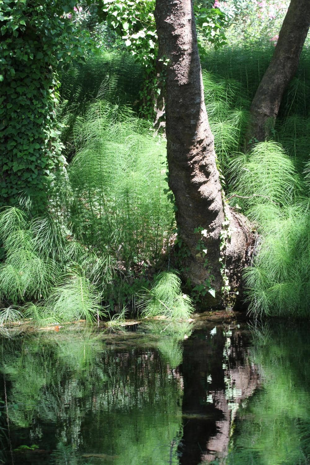 Tranquil Lake Walk
