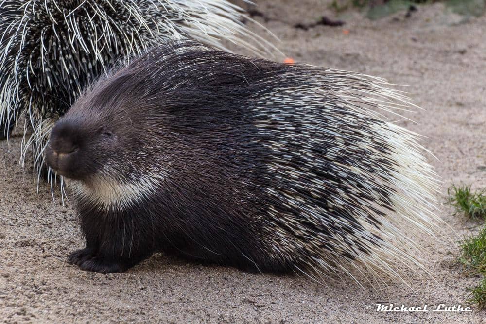 Diverse Wildlife Viewing