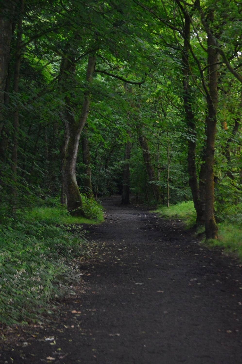 Wooded Walking Trails