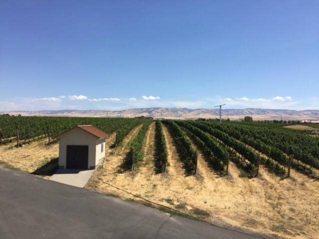 Cabernet Sauvignon