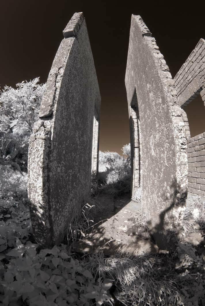 Golden Samphire & Peonies