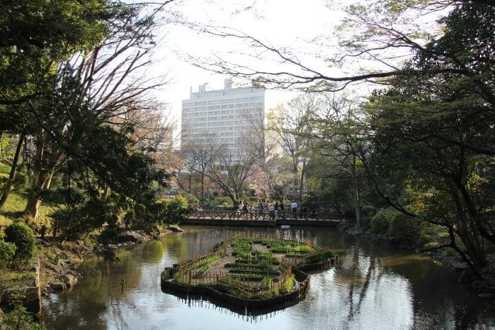 The Serene Pond