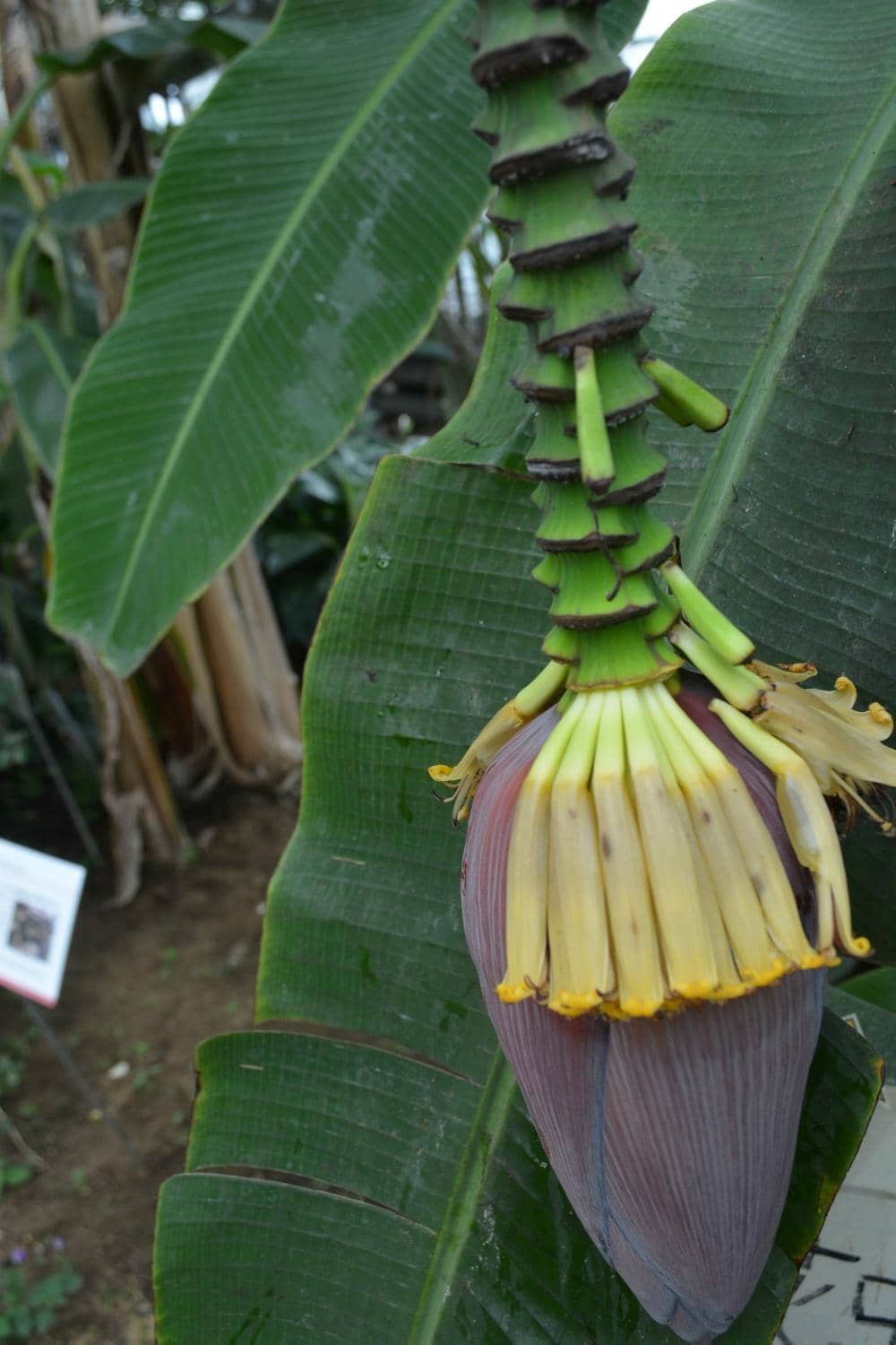 Native Plant Collections