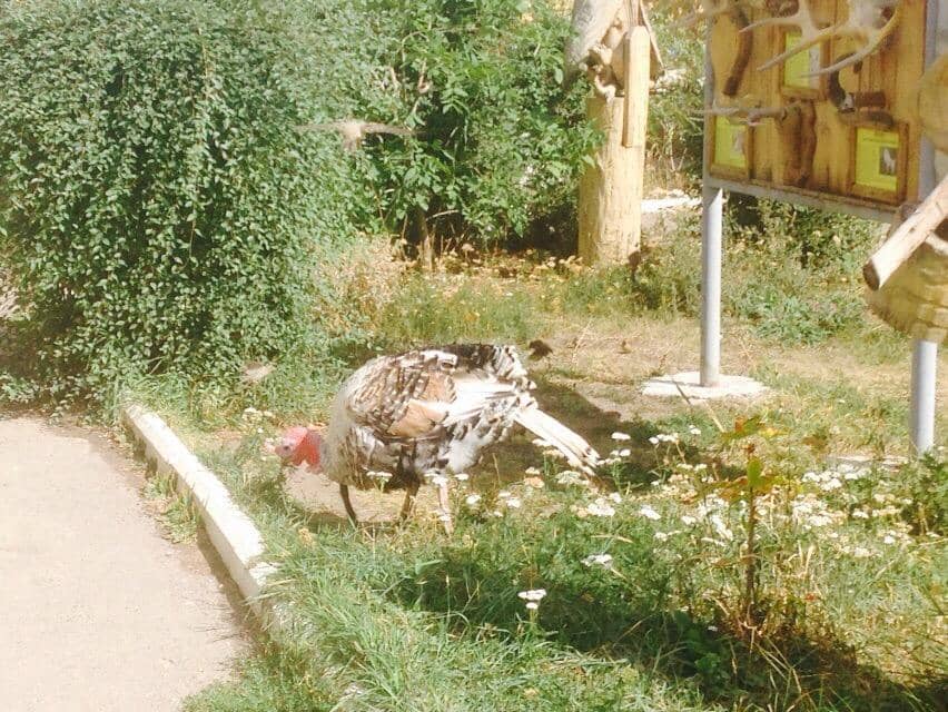 Craft Bear Sculptures