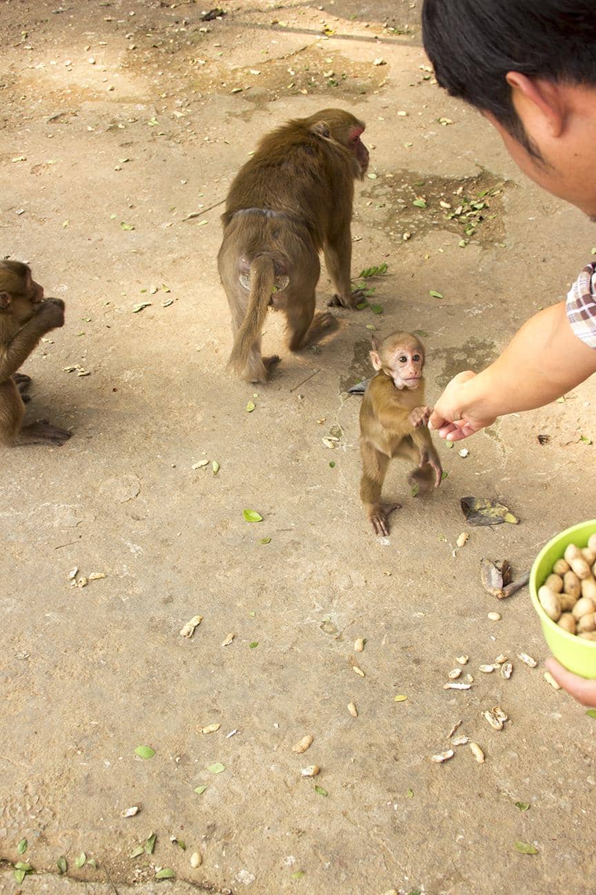 Macaque Encounters