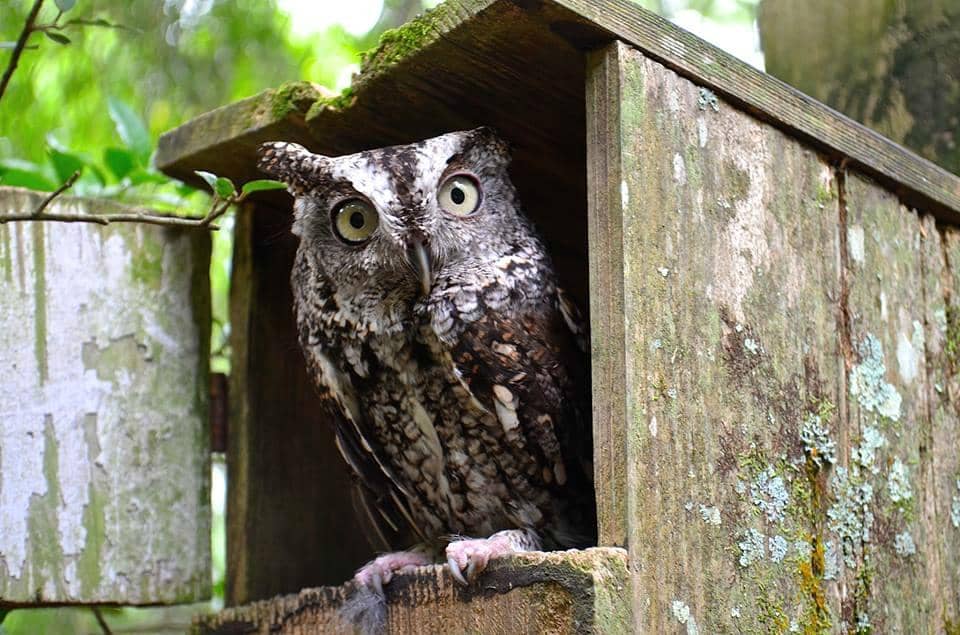 Native Florida Wildlife
