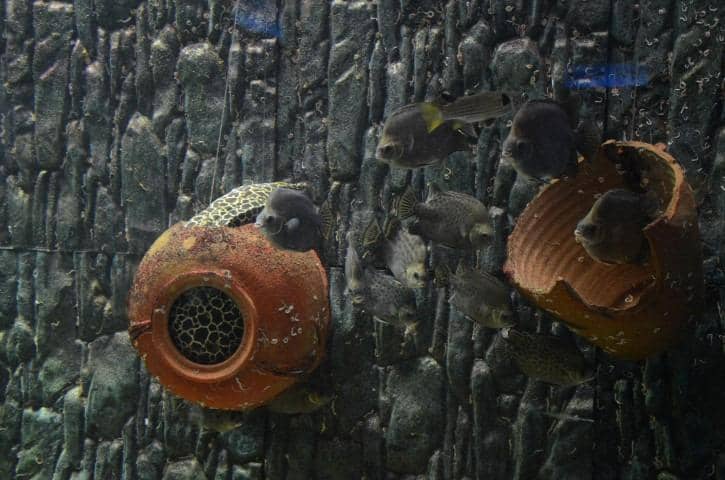 Aquarium Showcase