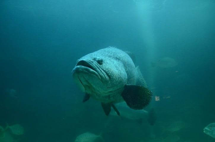 Sperm Whale Skeleton