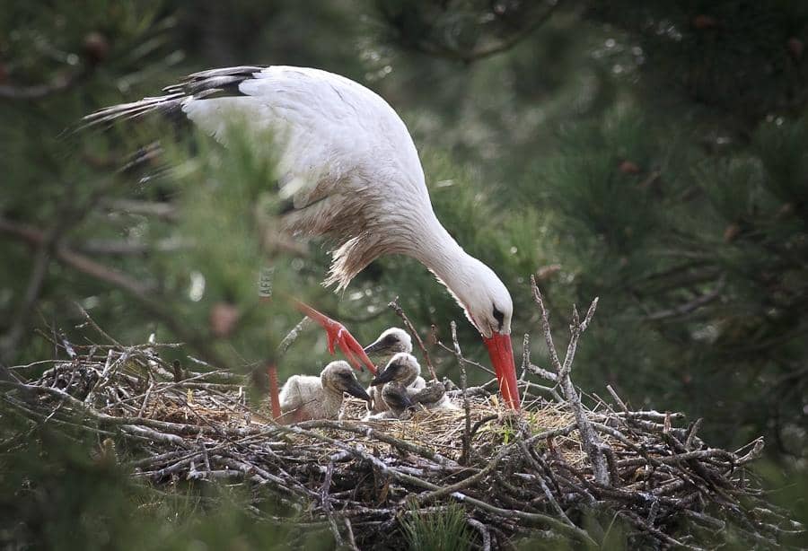 Diverse Birdlife