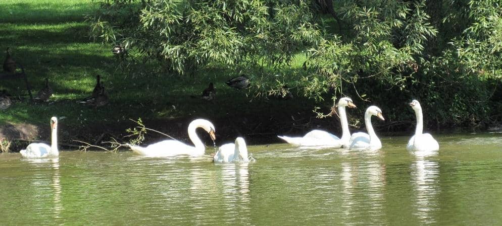 Scenic River Tours