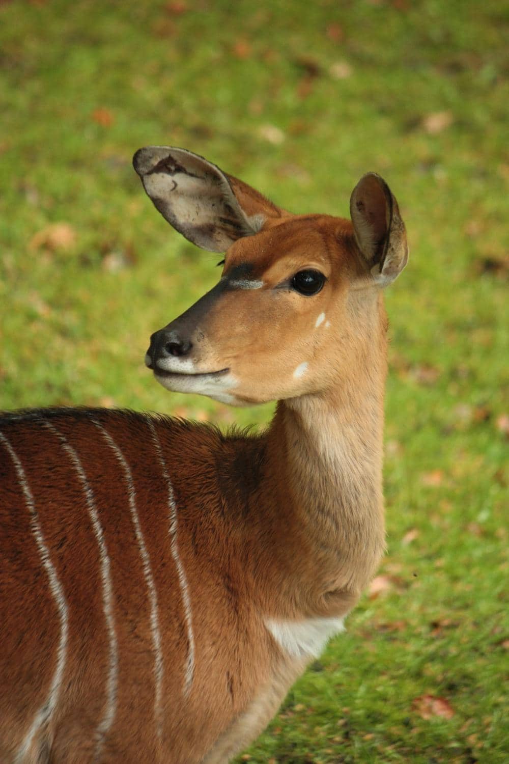 Sea Lion and Penguin Feeding