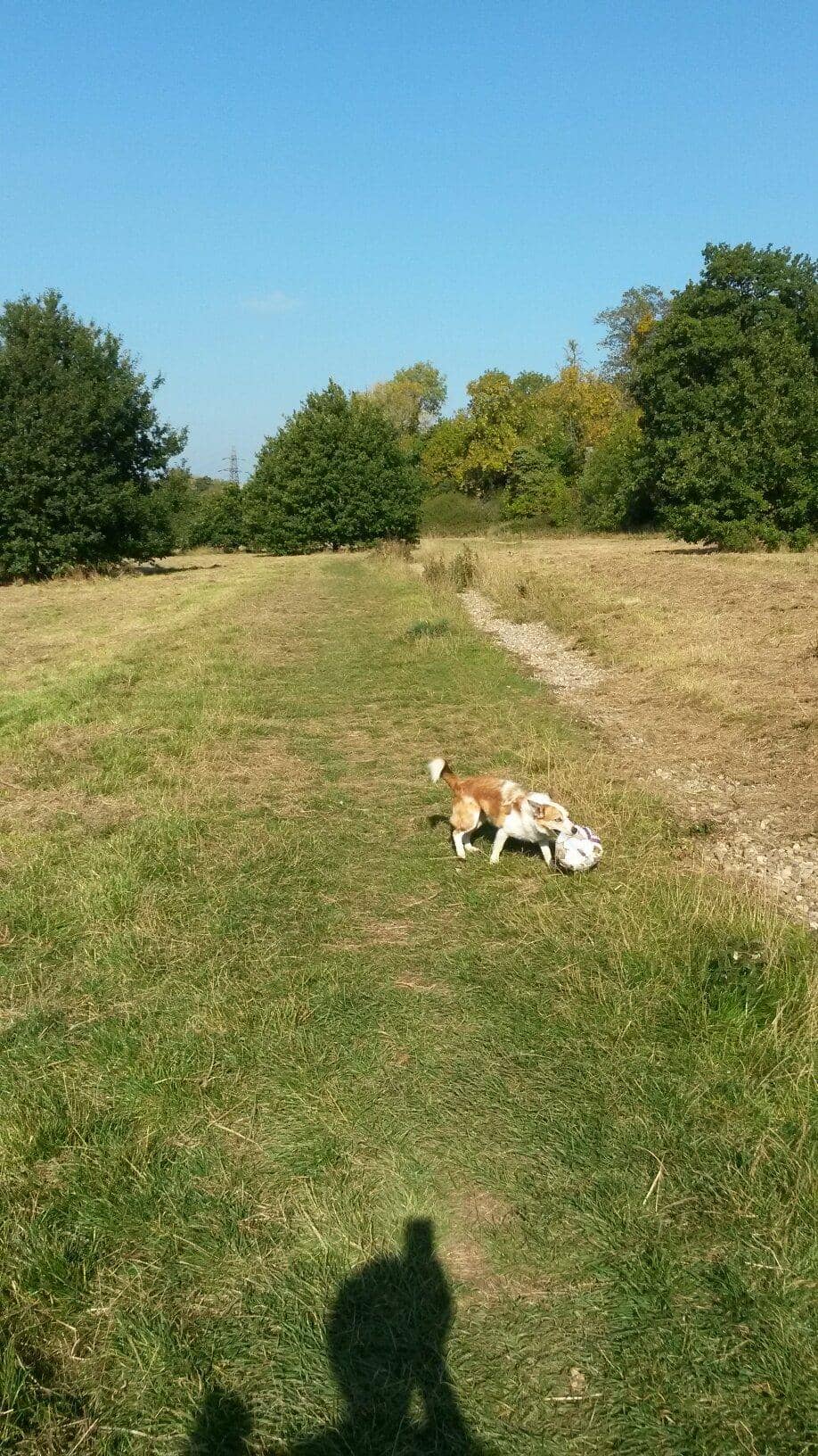 Historic Wetland Meadows
