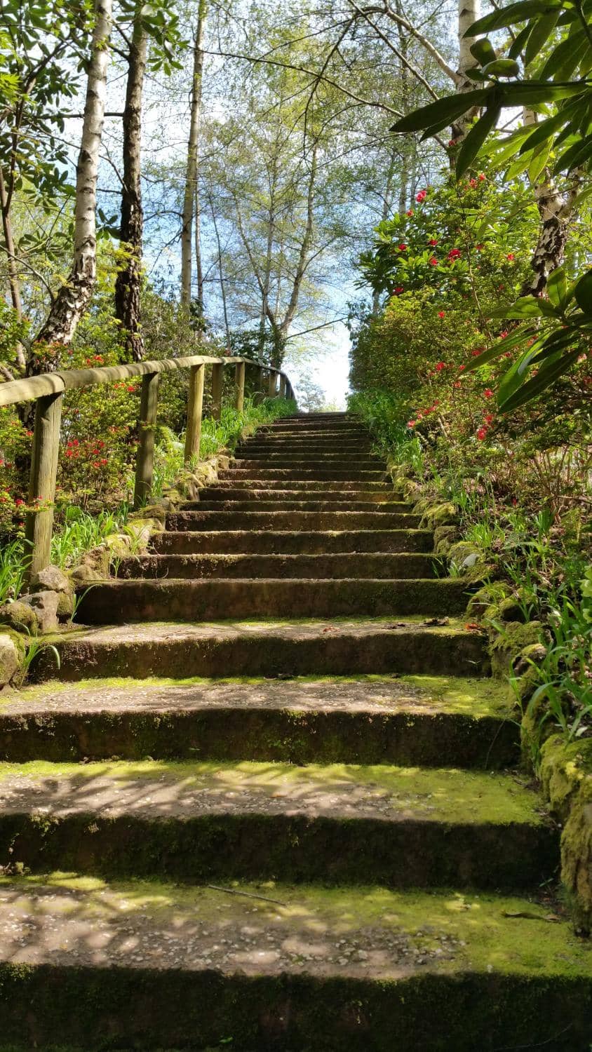 Enchanting Fern Gully