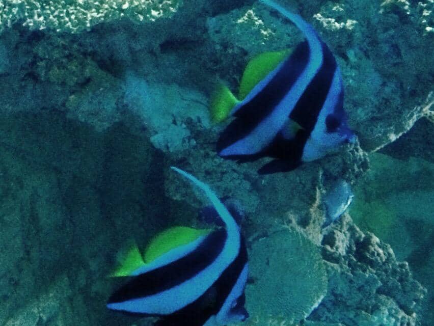 Interactive Fish Feeding