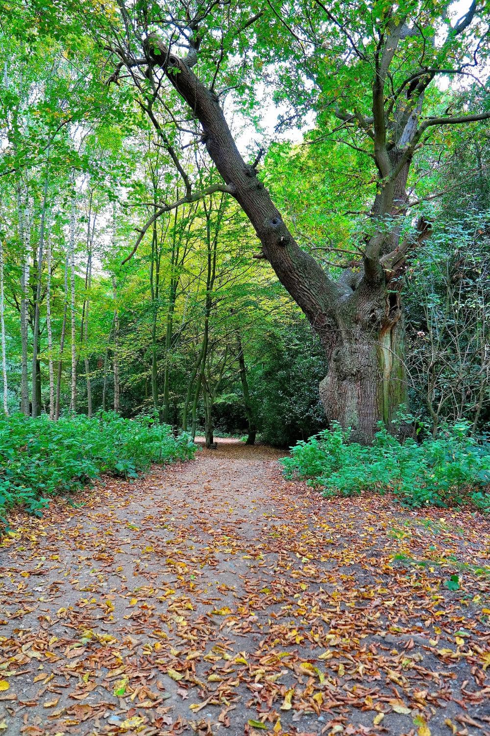 Ancient Woodlands
