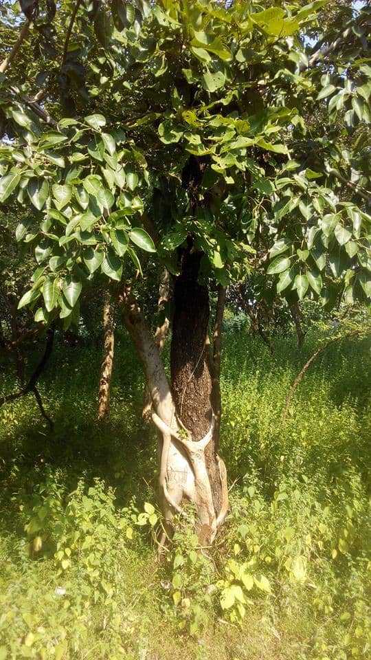 Lush Monsoon Scenery