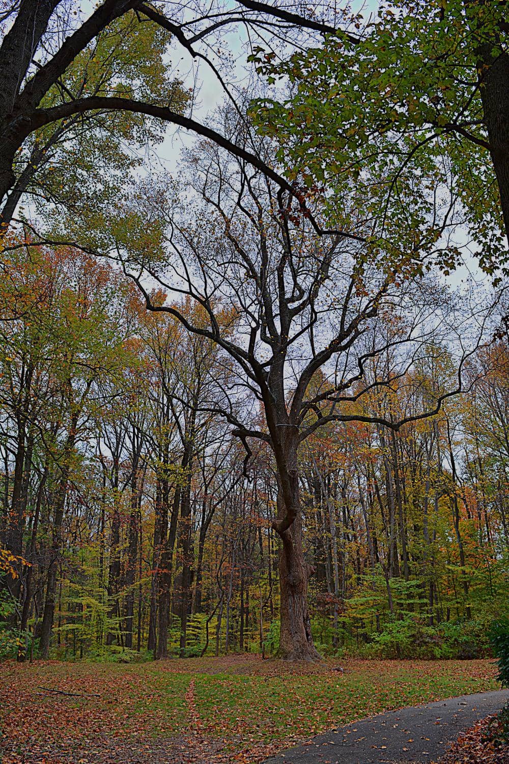 Disc Golf Course