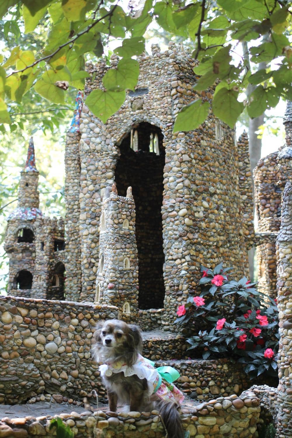 Scented Salvia Display