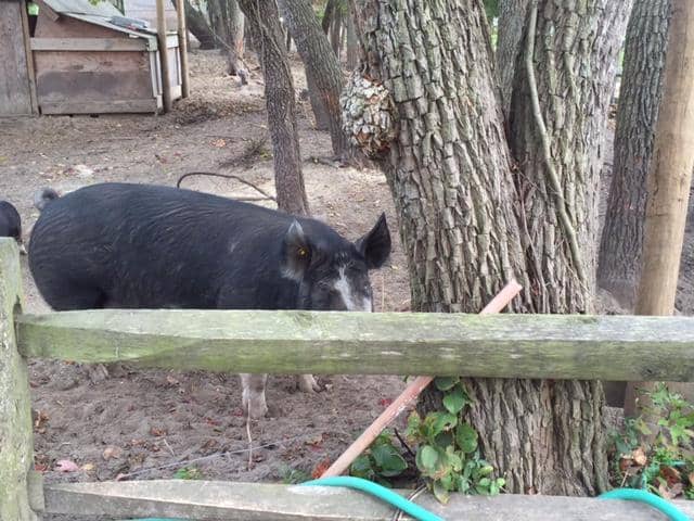 Farm Animals