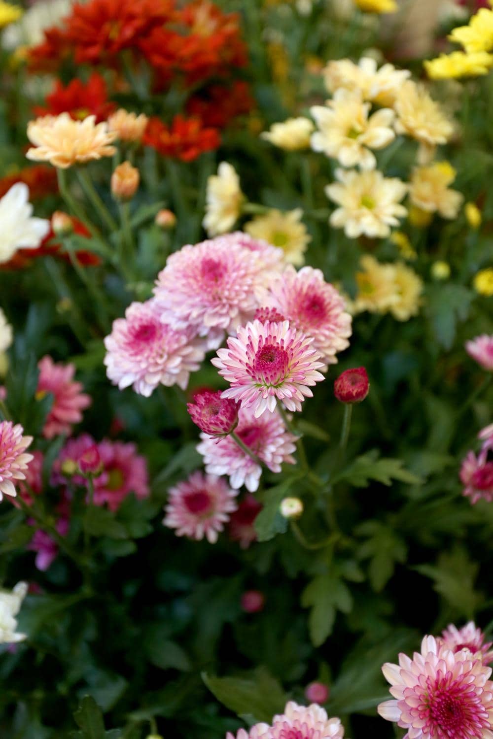 Grilled Fish Platter