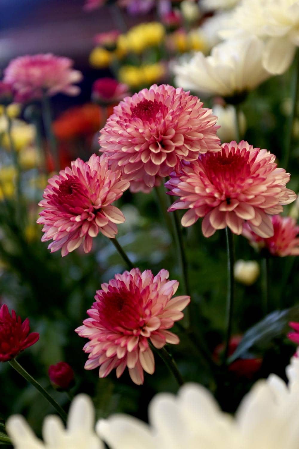 Live Cooking Stations Ambiance