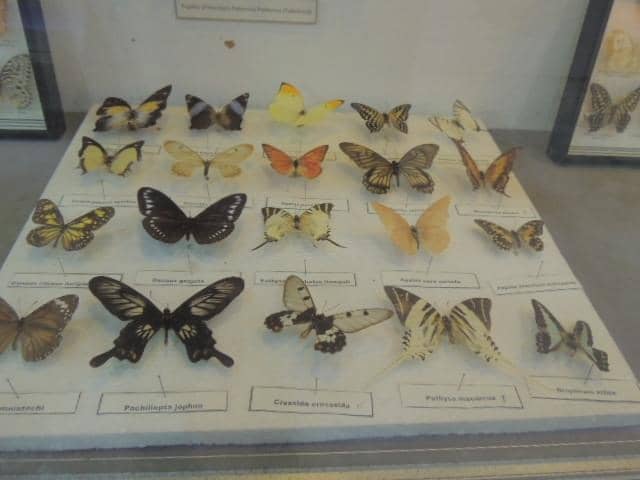 Nature & Wildlife Displays