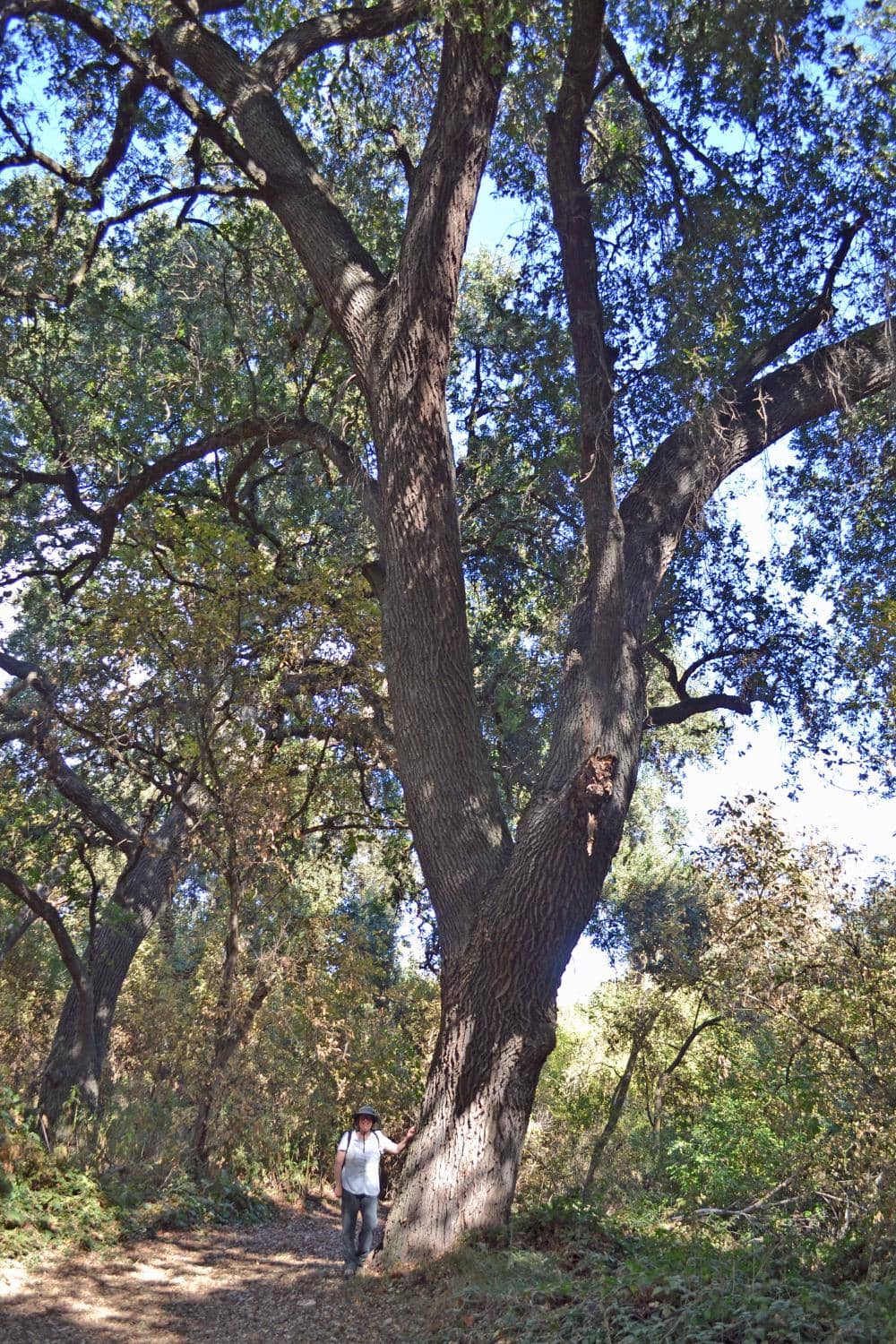 Willow Beach Trail